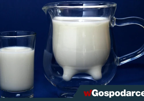 Kefir a maślanka: czy jest jakaś różnica?