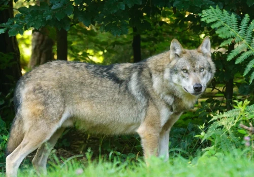 Wilk zaatakował 2-letnie dziecko w ogrodzie. Zagryzł psa i pokąsał matkę