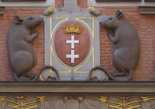 Szczur ma nosa, a Gdańsk ma problem