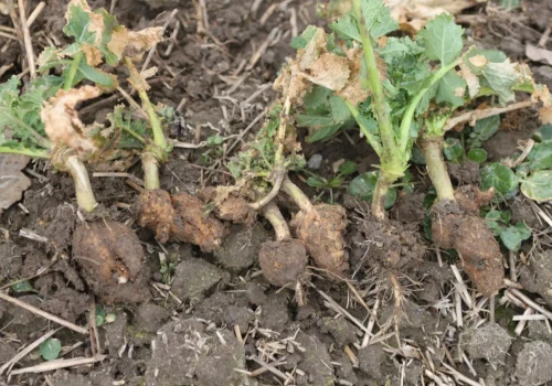 Kiła kapusty nie musi decydować o plonie. Jak InVigor® Crusador pomaga odzyskać kontrolę nad plantacją?