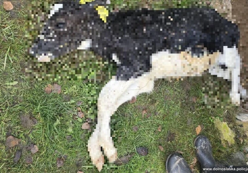 Pięć cieląt padło tuż po kilkusetkilometrowej podróży. Cztery osoby staną przed sądem
