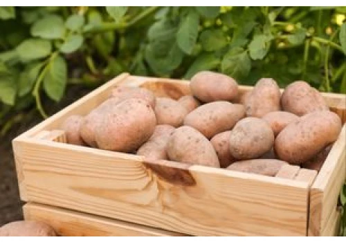 4,50 gr za kilogram ziemniaków. 