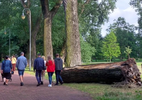 Koniec zielonej alei przy wieży spadochronowej. Po burzy runęło jedno drzewo, ale wyciąć trzeba cały szpaler