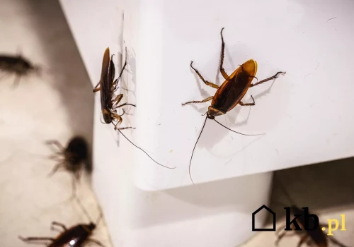 Karaluchy pojawiają się nawet w czystych mieszkaniach. Wchodzą zwykle tą drogą
