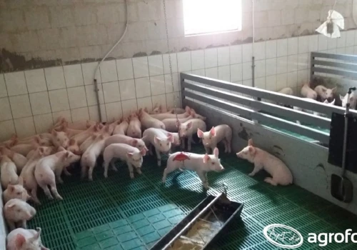 ASF znów uderza. Trzecie ognisko w Polsce i ponad 20 tys. świń w strefie zagrożenia