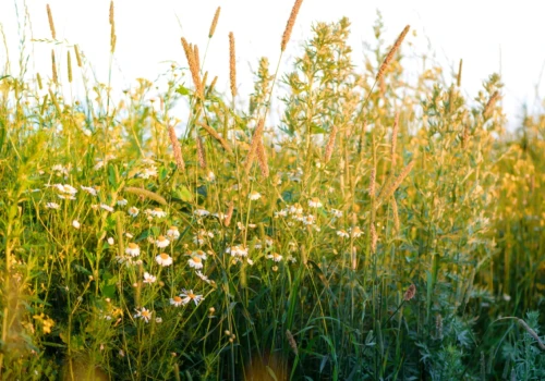 Rumianek rośnie nawet na najsłabszych glebach