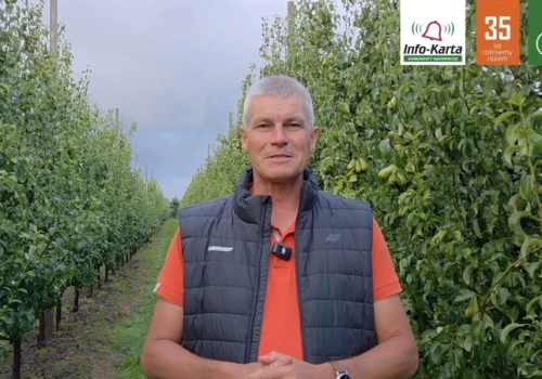 Komunikat sadowniczy Agrosimex: Po deszczach miodówka wyhamowała, ale nie odpuszcza. Robert Binkiewicz wskazuje, jak przygotować grusze do zbiorów