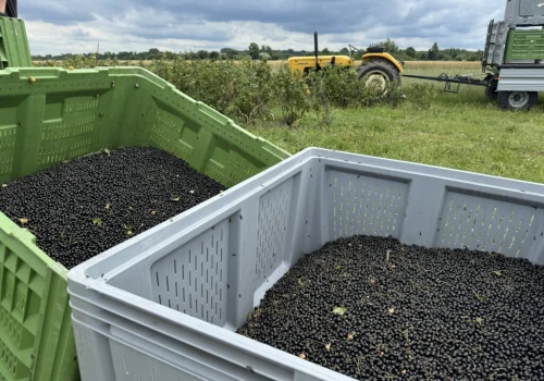 Czarne porzeczki przekroczyły 11 zł/kg