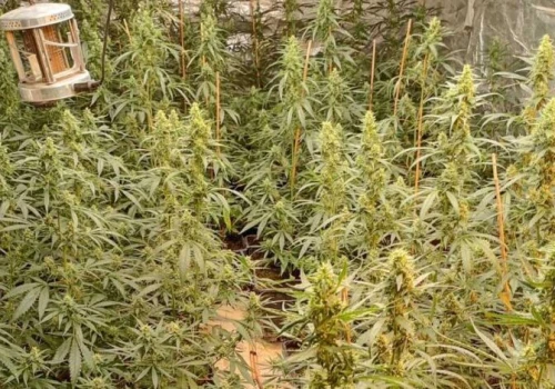 Domowa interwencja zakończyła się odkryciem plantacji. Policja zabezpieczyła blisko 400 krzewów konopi