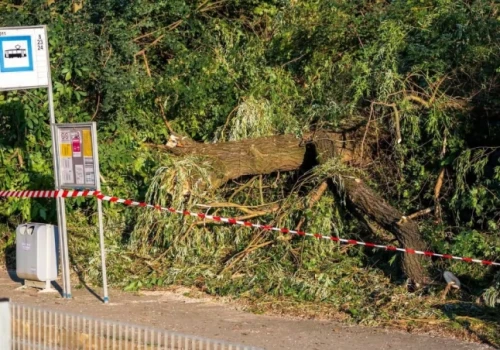 Drzewo runęło na trakcję tramwajową. Utrudnienia do późnego wieczora