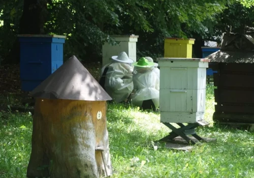 0,5 mln zł dla pszczelarzy z Kujaw. Czy te pieniądze poprawią warunki pszczół?