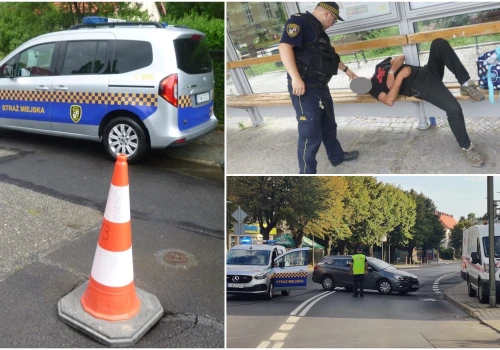 Mężczyzna wyrywający kwiaty, zbłąkana kobieta, picie „pod chmurką”. Interwencje straży miejskiej