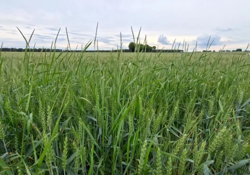 Jedna życica może wysiać nawet 5 tys. nasion. Tak szybko rośnie problem w pszenicy