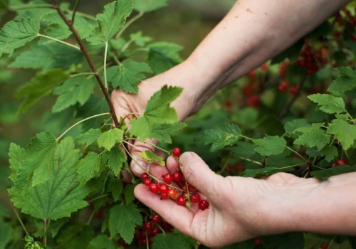 Letnie cięcie robi dużą różnicę. Porzeczki i agrest będą owocowały lepiej