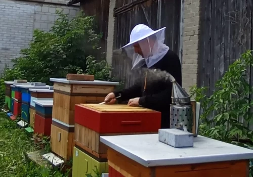 O najbardziej miododajnych roślinach, tegorocznym miodobraniu, śpiewie królowej i prawdziwym miodzie