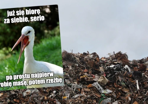 Badanie: spasione jedzeniem ze śmietników bociany mają coraz większe problemy z podróżą między kontynentami