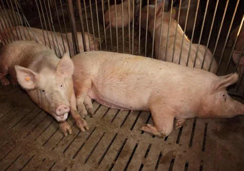 Do 2,16 mln zł dla organizacji producentów świń i bydła. Jest lista inwestycji