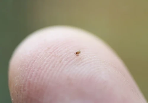 Masz to na ciele? Nie ignoruj. Łatwo pomylić ją z pieprzykiem