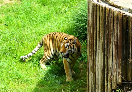 Dzień Tygrysa w Śląskim Ogrodzie Zoologicznym. Poznaj tygrysie zwyczaje i skorzystaj z ciekawych atrakcji!