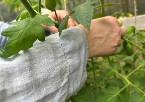 Plamy z liści pomidorów są trudniejsze niż błoto. Tak je usuniesz po pracy w ogrodzie
