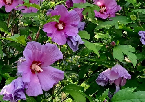 Mój hibiskus ma kwiaty duże jak talerze. Wszystko dzięki temu