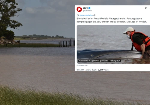 Wieloryb utknął na mieliźnie w Argentynie. Nie przeżył mimo akcji ratunkowej