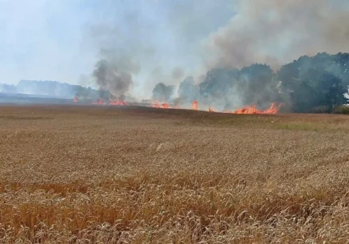 Pod Złotoryją spłonęło 20 hektarów pszenicy na pniu. Strażacy uratowali las