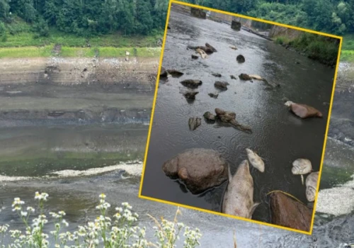 Katastrofa ekologiczna na Bobrze. Dzisiaj protest na drodze krajowej nr 5 w Kaczorowie