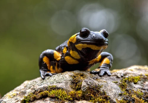 Salamandra plamista znika z polskich gór. Naukowcy proszą turystów o pomoc