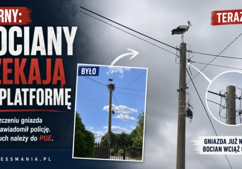 Sarny: bocianie gniazdo zniknęło w nocy. RDOŚ zawiadomił policję, teraz ruch należy do PGE