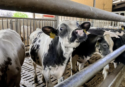 Rolnik nie czeka z inwestycjami. Nowa obora dla cieląt kosztowała 400 tys. euro