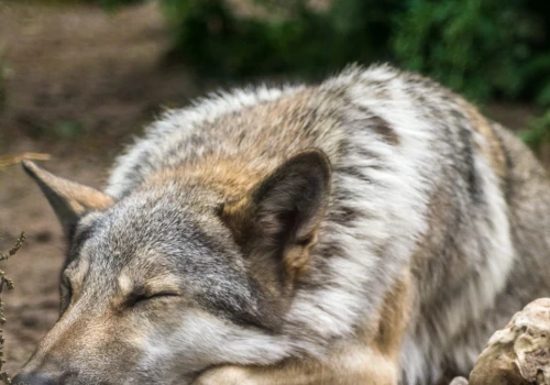 Wszczepili wilczycy metalową płytę i wypuścili. Możliwe, że już poluje