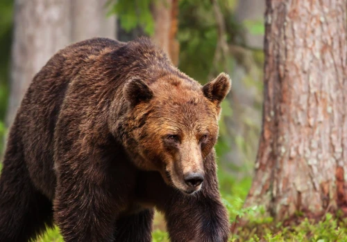 Jest śledztwo w sprawie znaleziska w lesie. To może być niedźwiedź