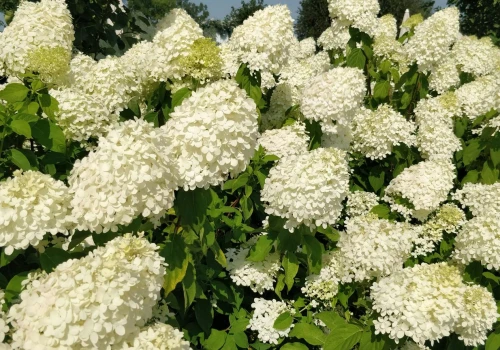 Ta odmiana hortensji przyciąga wzrok ogromnymi kwiatostanami. Na dodatek zmieniają kolory