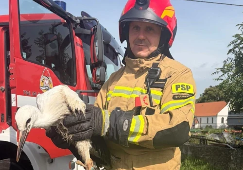 Dramat bociana na Warmii. Zaplątał się w sznurek i nie mógł odlecieć z gniazda