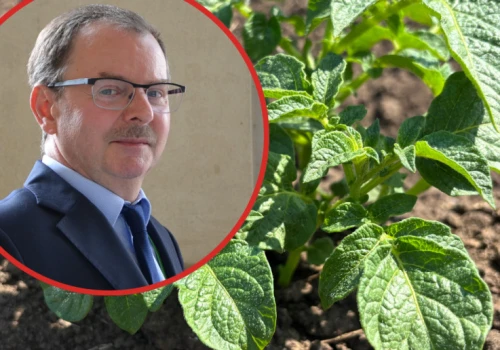 Paradoksy na rynku ziemniaka. Kontrakty tańsze, ale ceny mogą później wystrzelić