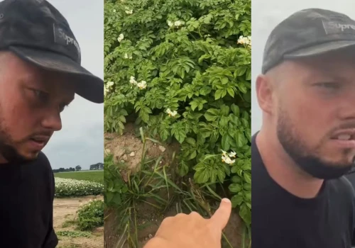 Książulo zszokowany tym, jak rosną ziemniaki. Nie dowierzał w to, co widzi. Internauci nie mają litości