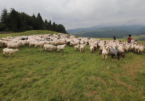 Miliony na „Podkarpacki naturalny wypas”. Zwierzęta ruszą na pastwiska i łąki