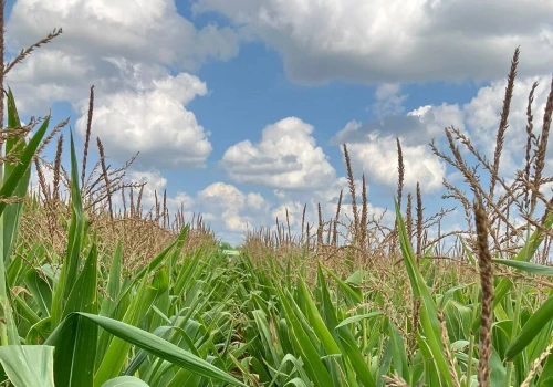 Aktualny stan plantacji kukurydzy. Jakie są największe zagrożenia?
