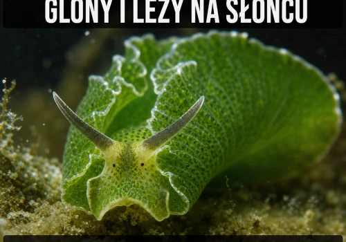 Ślimak ukradł fotosyntezę i nikt nie reaguje