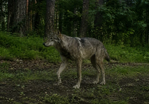 Wilki w zachodniopomorskich lasach. Czy trzeba się ich bać? Fakty zamiast strachu (ZOBACZ NAGRANIE)