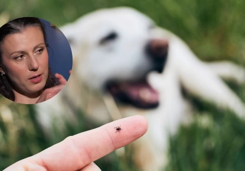 Kleszcze atakują w miastach. Stoją za tym dzikie zwierzęta i miejskie psy