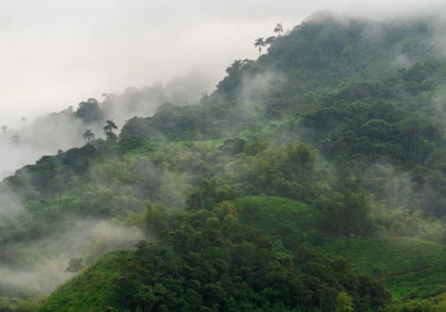 Rekordowe pożary trawią Europę zachodnią. Tymczasem Amazonia odwraca niebezpieczny trend
