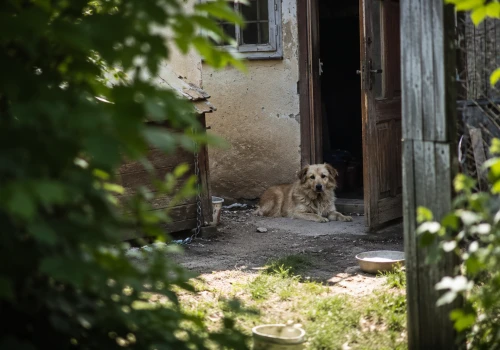 Wyjechali na kilka dni, psa zostawili bez właściwej opieki. Właściciele usłyszeli zarzuty