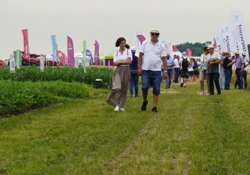 Te odmiany zbóż mają dawać wysoki plon mimo suszy. DANKO pokazało nowości