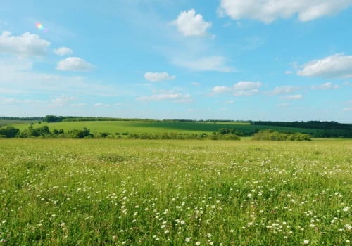 Roślina o dużej mocy, która świetnie udaje się nawet na piaskach