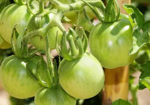 Chronią przed zarazą i grzybami. Najlepsze naturalne opryski na pomidory