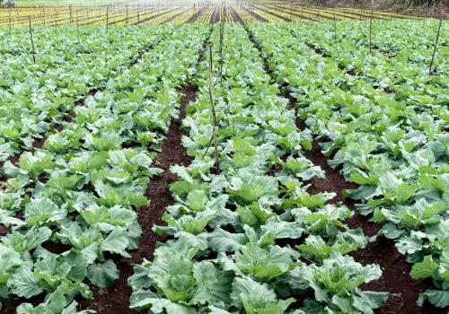 Ekologiczne alternatywy dla nawozów syntetycznych: Naturalne źródła azotu w ogrodzie organicznym