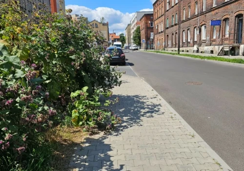 Czytelnik informuje – chwasty wdarły się na chodnik