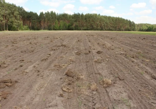 Żurawie niszczą kukurydzę, odszkodowań wciąż nie ma. MRiRW popiera zmiany